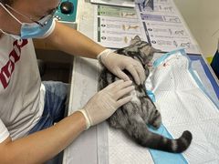 -北京派仕佳德动物医院·超导核磁·CT·神经科·骨科·内外科·急重症管理中心