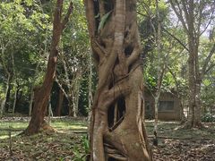 -中国科学院西双版纳热带植物园