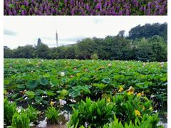 -贵阳市花溪国家城市湿地公园