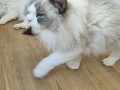 -有喵·猫咖·狗咖·30几只猫10只小狗(岗厦店)