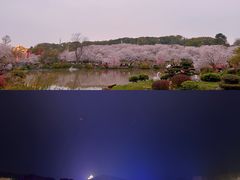 -武汉大学-樱园