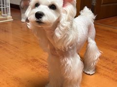 -FAELING PETS美天灵宠物(合生汇店)