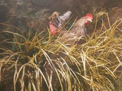 -俭寨大盘鸡·缸子肉·小公鸡·新疆菜(云通店)