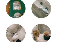 -飞行喵MR PILOT|猫舍·猫咖(静安大融城店)
