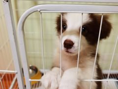 -爱侣宠医·鹦鹉专科·小型哺乳类·异宠专科(灵石路店)