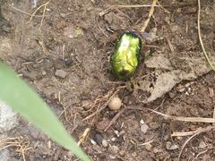 -大觉寺-停车场