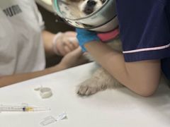 -宠物星动物医院·眼科·异宠·猫科(江南大道总院)