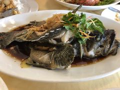 清蒸老虎斑-真浪花园海鲜餐馆