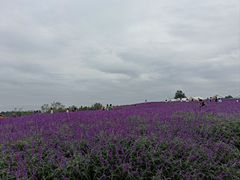 -空港花田景区