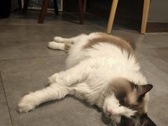 -咖法森林·咖啡  酒吧(天河店)