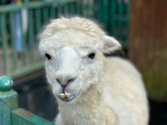 -西双版纳原始森林公园