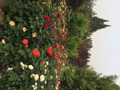 iphone_upload_pic-景山公园