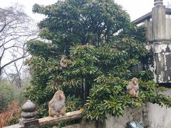 -苏州上方山国家森林公园