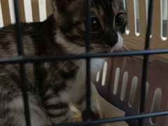 -瑞派宠物医院·犬猫全科·猫友好(宾水西道店)