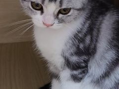 -唐小姐の私宠·宠物洗护美容·撸猫馆·购宠(周浦万达旗舰店)