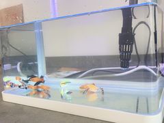 -大自然花鸟鱼虫市场
