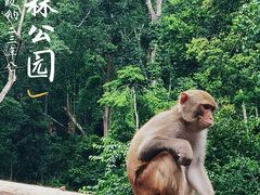 -西双版纳原始森林公园