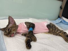 -纳吉亚猫专科动物医院博雅分院