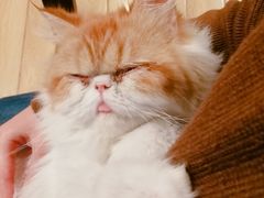 -Cappucimeow猫咪咖啡馆(韦伯时代店)