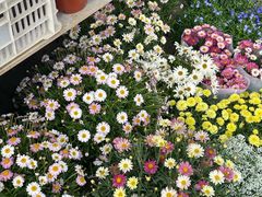 -溪岸路花鸟市场