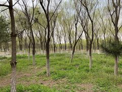 -东郊湿地公园