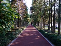 -上海长兴岛郊野公园