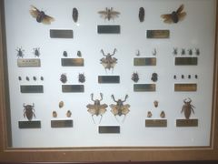 -上海昆虫博物馆