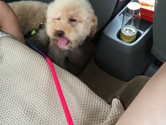 -喵宠乐园·撸猫互动·猫舍