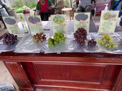 -马陆小张葡萄园农家乐