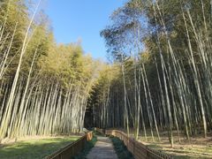 -杭州植物园
