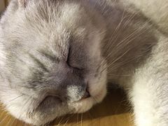 -more than meow吴止猫主题餐厅(承德 中船汇店)