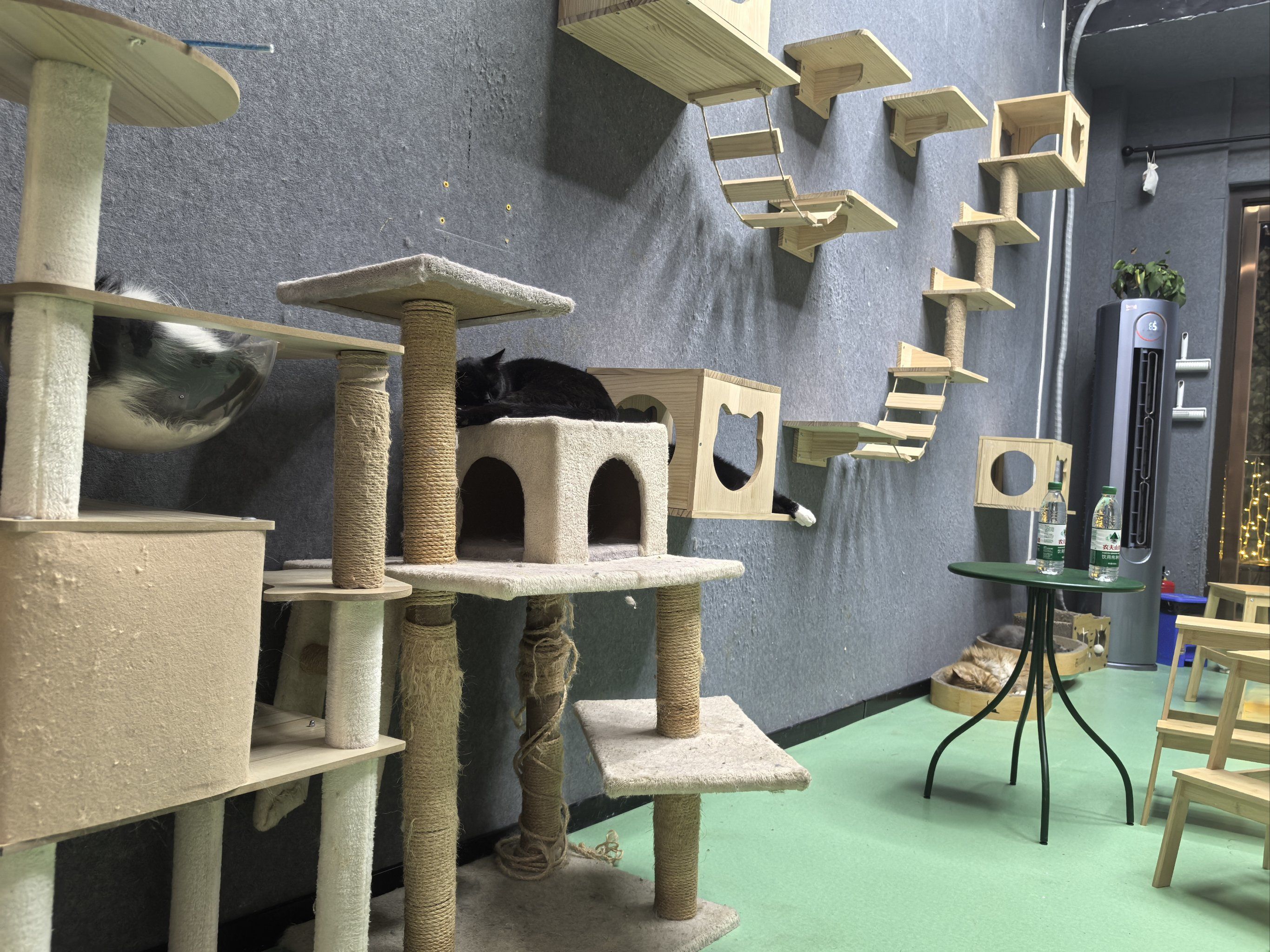 猫咪天地～宠物乐园