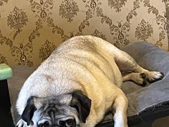 -宠颐生汉谟拉比宠物医院