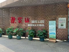 -陈家山荷花公园