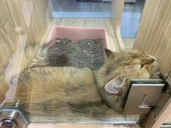 -屋虎猫馆(宝安大仟里店)