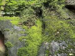 -南山植物园