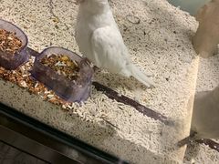 -momokira米努特·德文卷毛猫·棉花面纱犬