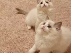 -Bastet sally猫舍购宠(静安店)