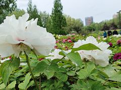 -莲花池公园