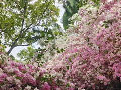 -深圳国际园林花卉博览园