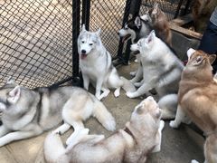 -TrueLove @ Neverland (Husky Cafe)