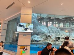 -帝企鹅自助餐厅•儿童岛•真企鹅(长隆企鹅酒店)