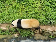 -都江堰中华大熊猫苑