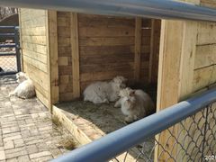 -长白岛森林公园