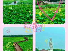 -荷塘月色湿地公园·向阳花洲