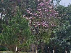 -广西壮族自治区药用植物园