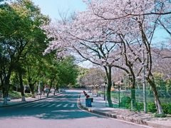 -武汉大学-樱园