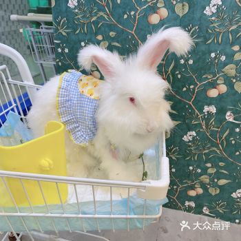 店里有：哥哥拉巨兔、小金毛、龙猫、小香猪、小猫咪、不