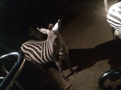-清迈夜间动物园