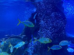 -太平洋海底世界